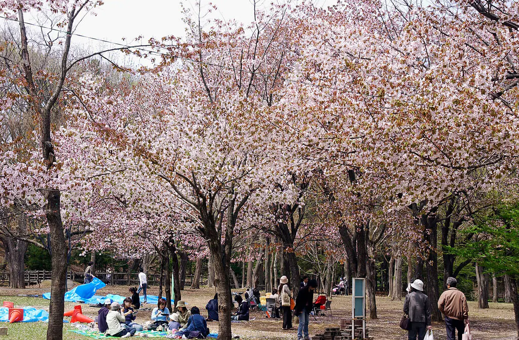 圓山公園一日遊：四季美景、賞櫻、周邊景點、交通一次搞定！