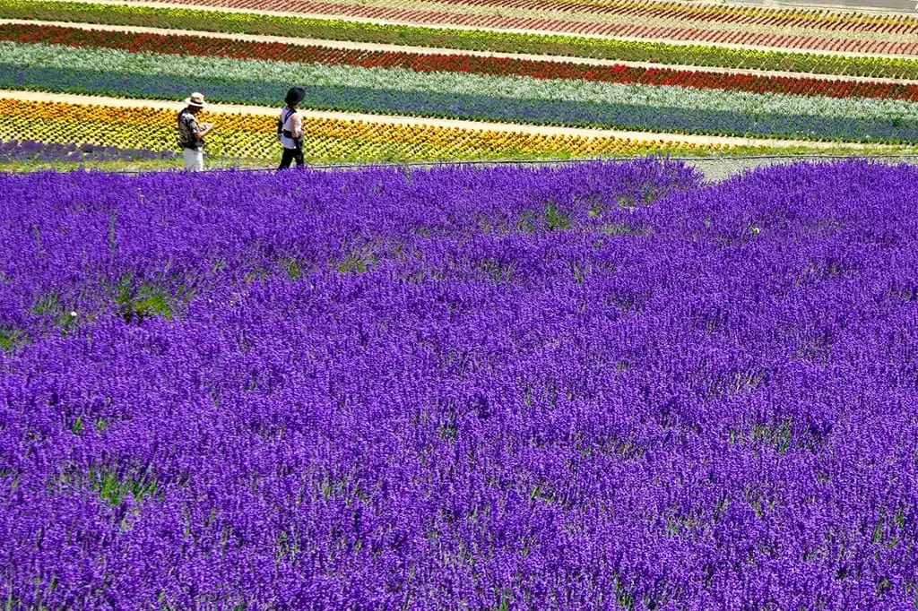 富良野薰衣草田