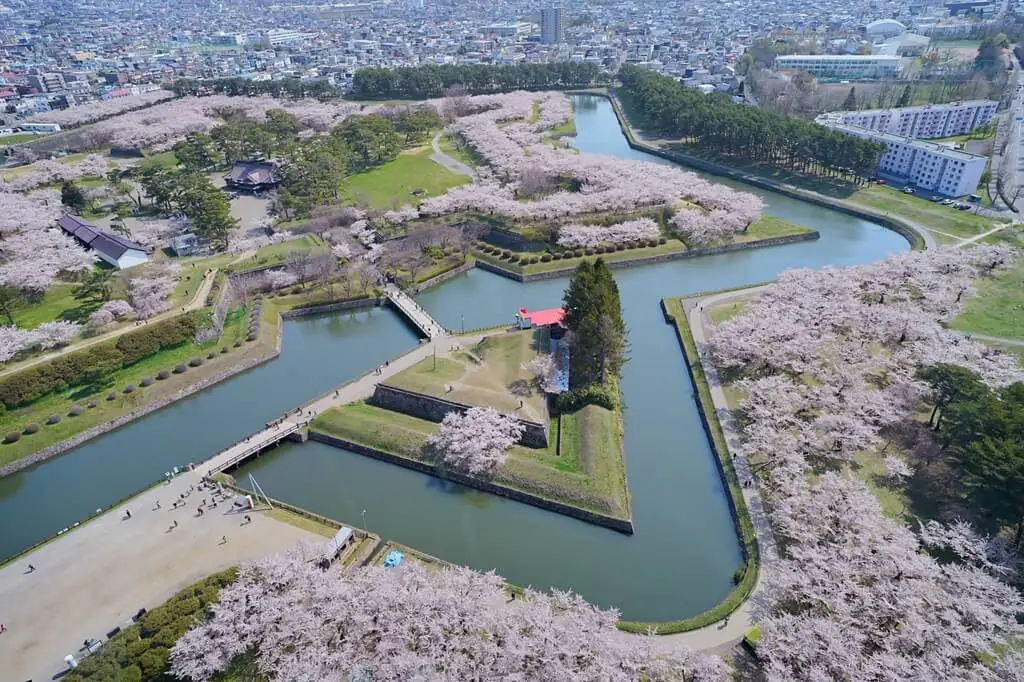 五稜郭公園 櫻花